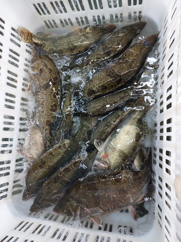 桂花魚