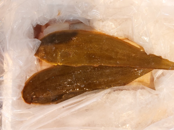 龍脷
