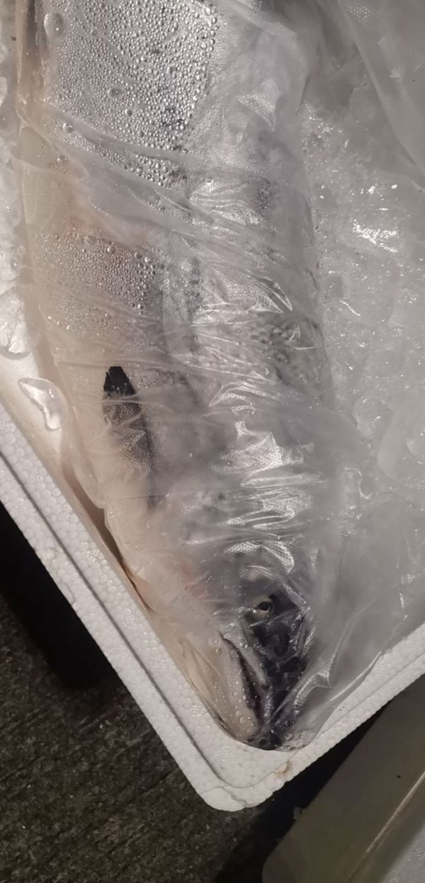 挪威三文魚