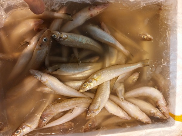 沙錐,沙展