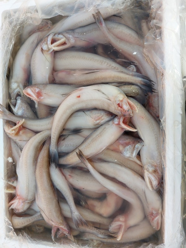 九肚魚