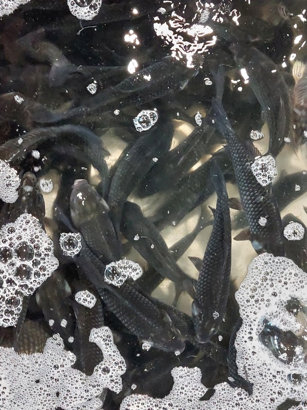 白鰂魚