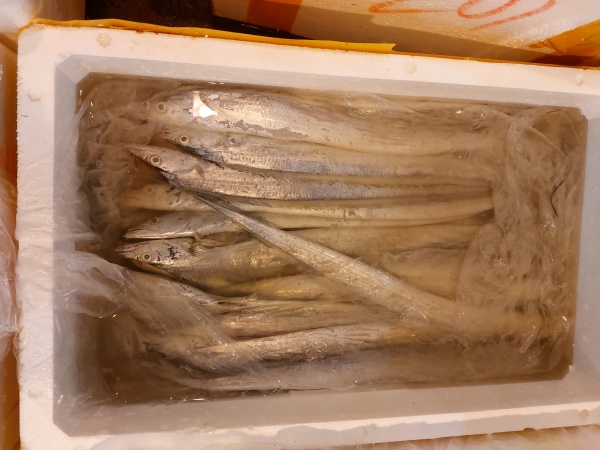 牙帶魚