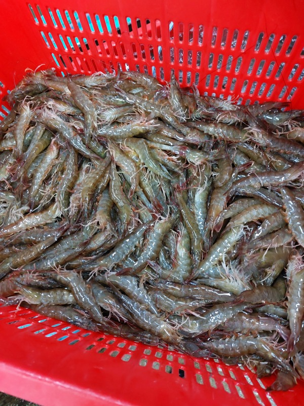基圍蝦