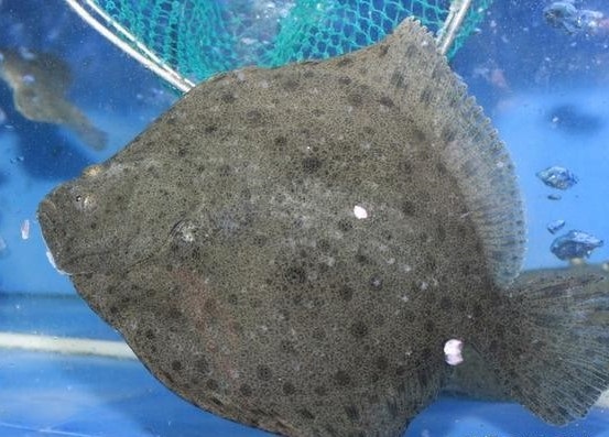 多寶魚