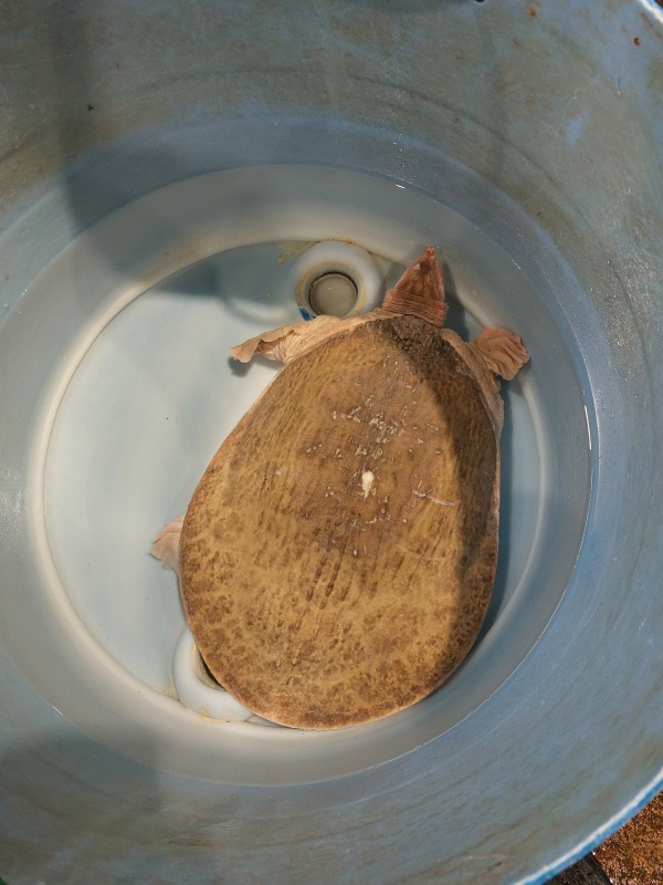珍珠鱉