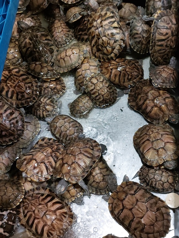 巴西龜