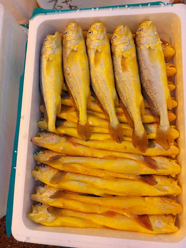 黃花魚