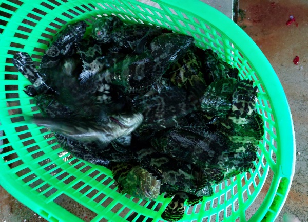 沙巴仔