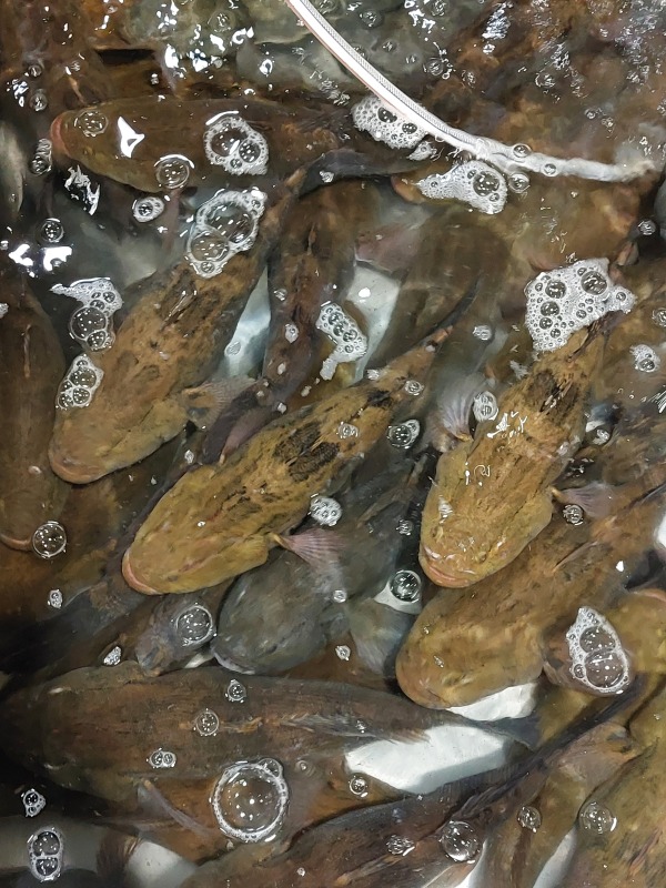 筍殼魚