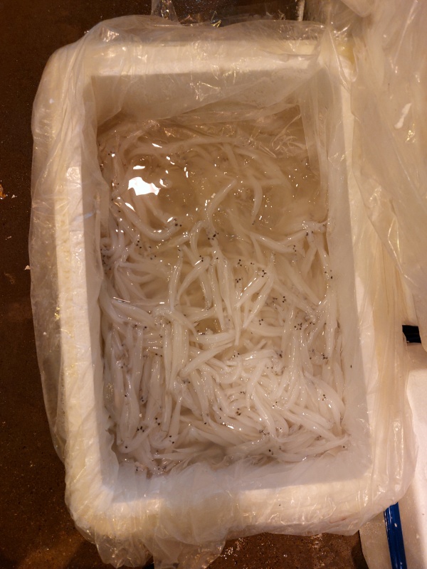 白飯魚