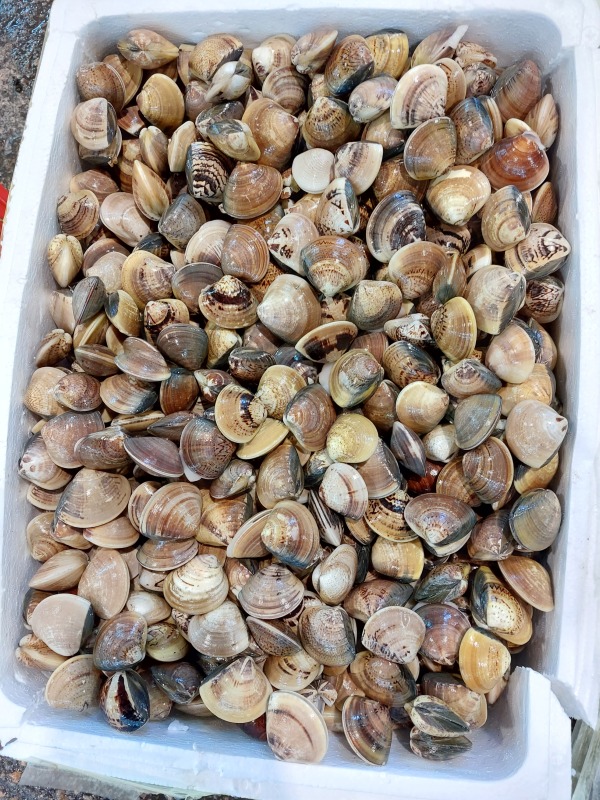 沙白