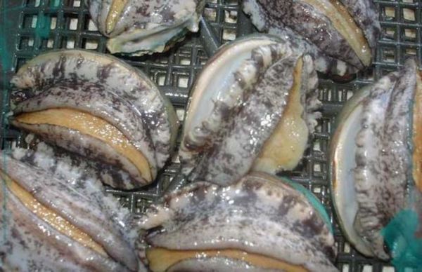 大連鮑魚