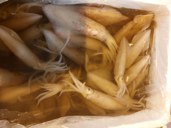 鮮魷頭