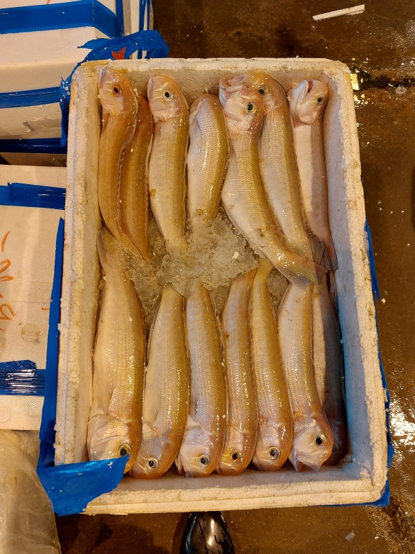 馬頭魚