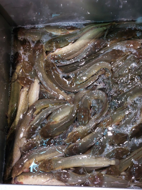 塘虱魚