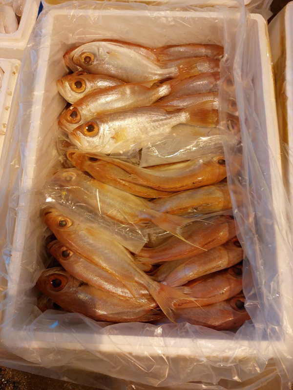 大眼雞