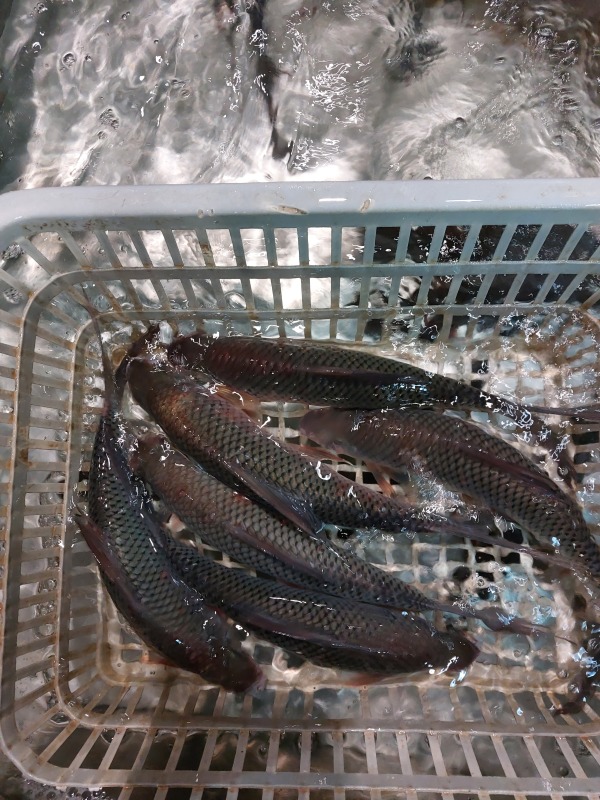 鯪魚
