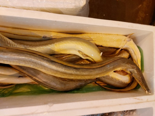 狗鱔,海鰻