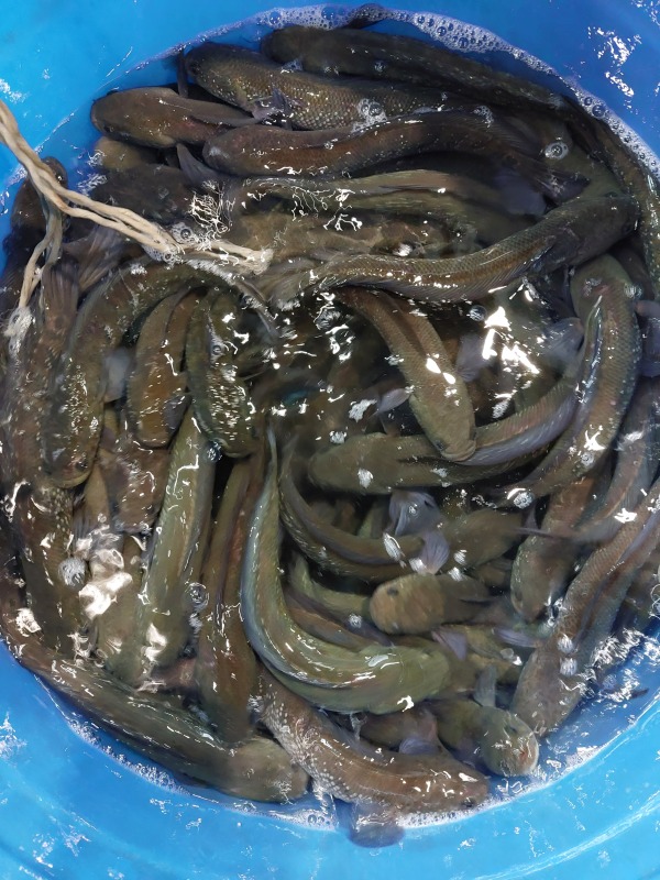 山班魚