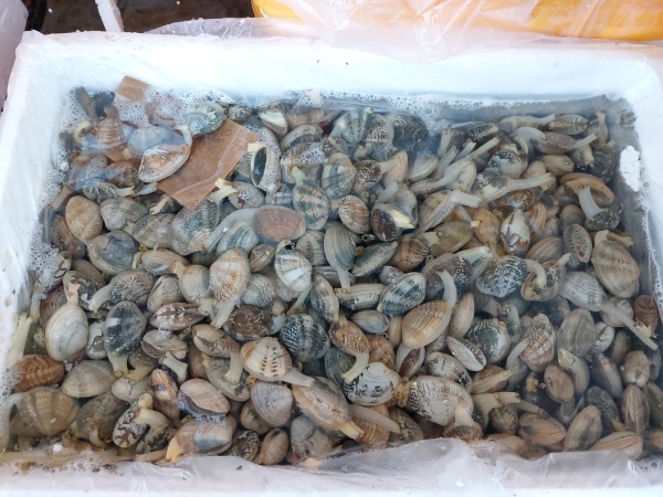 沙硯