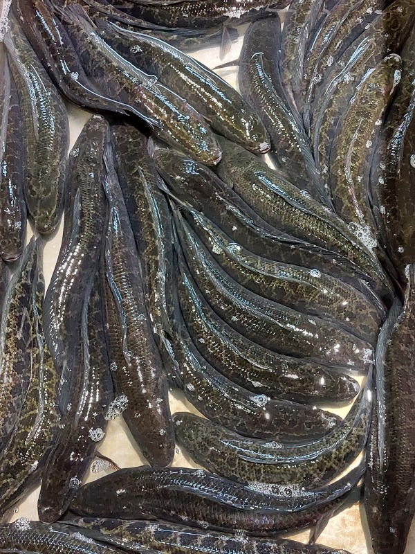 生魚