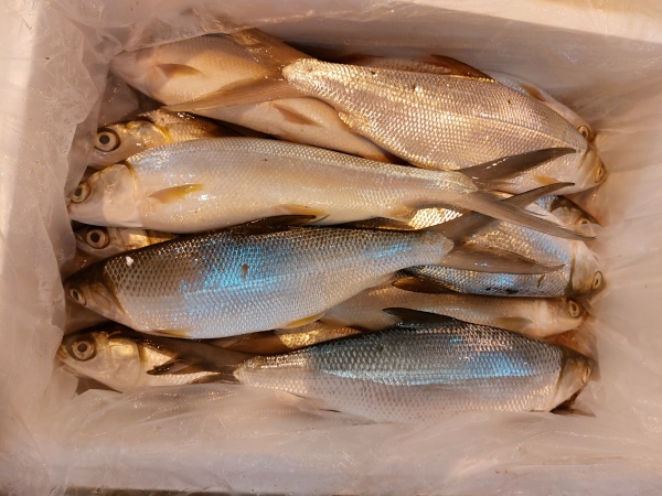 牛奶魚