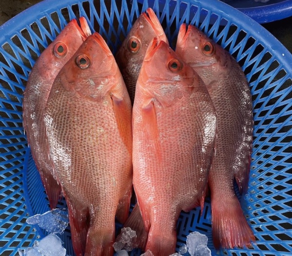 紅魚