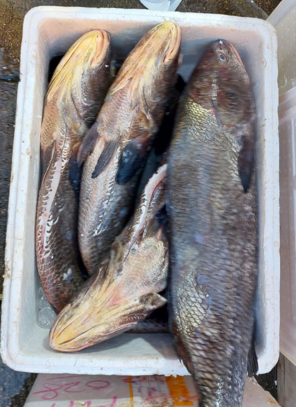 大吻魚