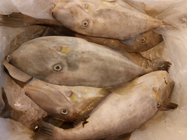 剝皮魚,中鯭